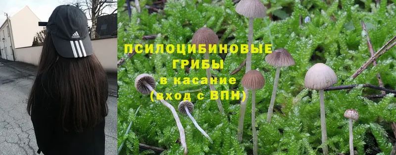 Псилоцибиновые грибы Psilocybine cubensis  omg как зайти  Сыктывкар 